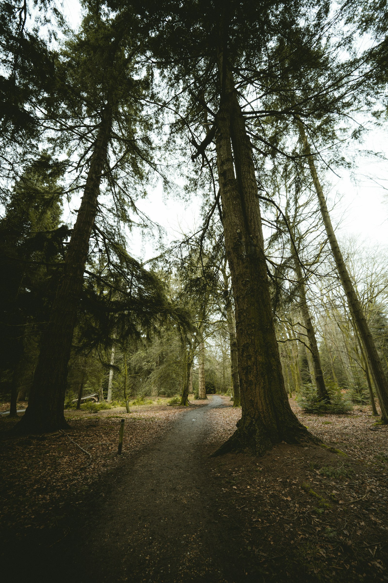 Nikon Nikkor Z 14-30mm F4 S sample photo. Green trees photography