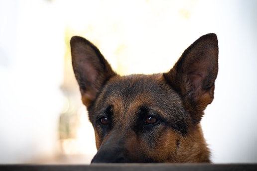 Close-up of Solitario, the German shepherd, thoughtfully surveying an urban skyline in golden light.
