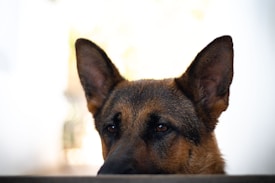 A German Shepherd dog gazes intently over a ledge, its ears alert and eyes full of curiosity. The background is softly blurred, highlighting the dog's expressive face.