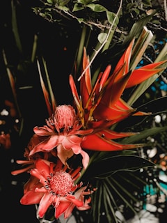 Vibrant red tropical flowers with intricate petal designs are surrounded by lush green foliage. The petals are elongated and pointed, adding dramatic contrast to the deep green leaves in the background.