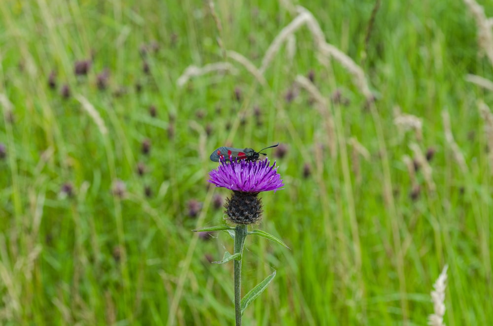 bug on flower