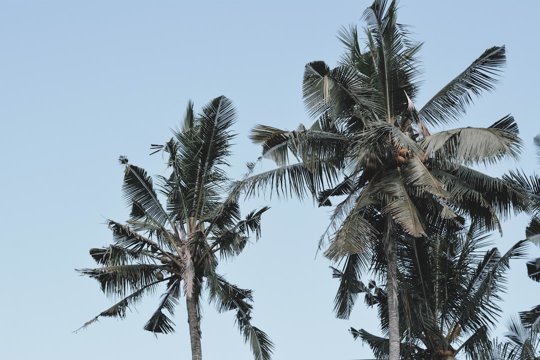 green palm trees during daytime