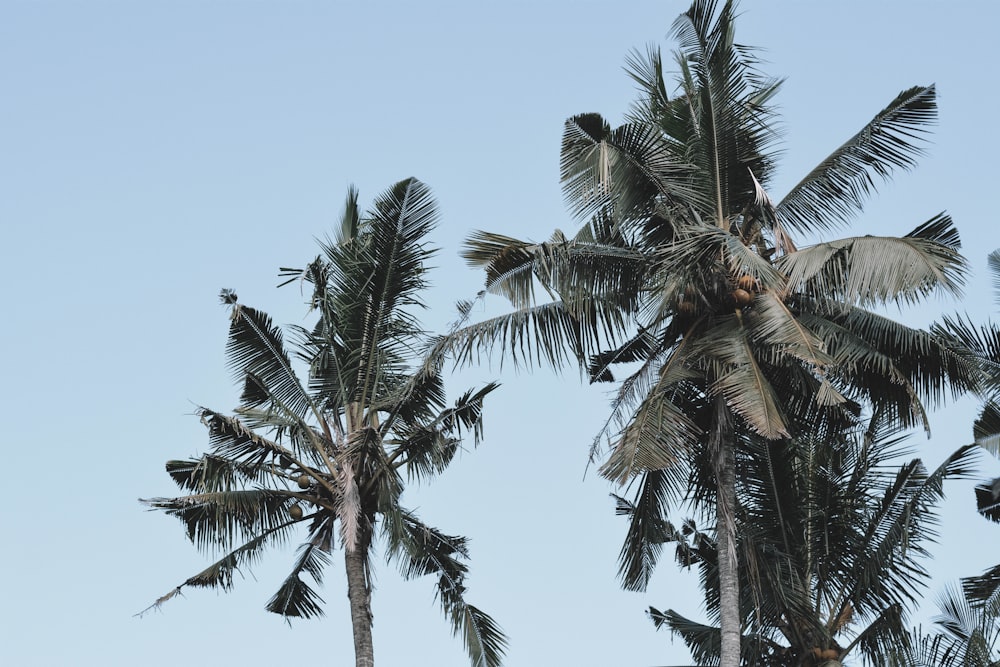 green palm trees during daytime