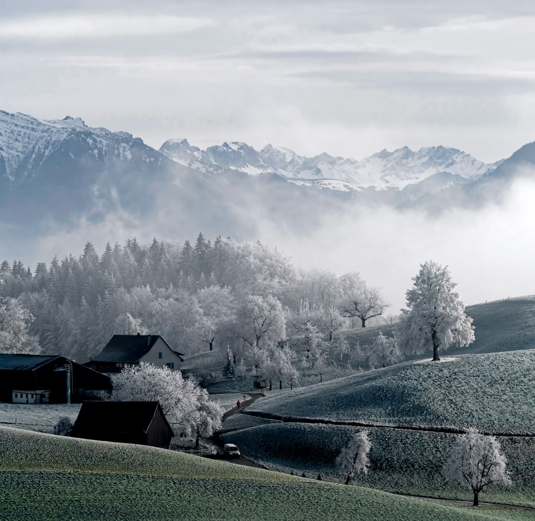 trees beside snow capped mountain during daytime