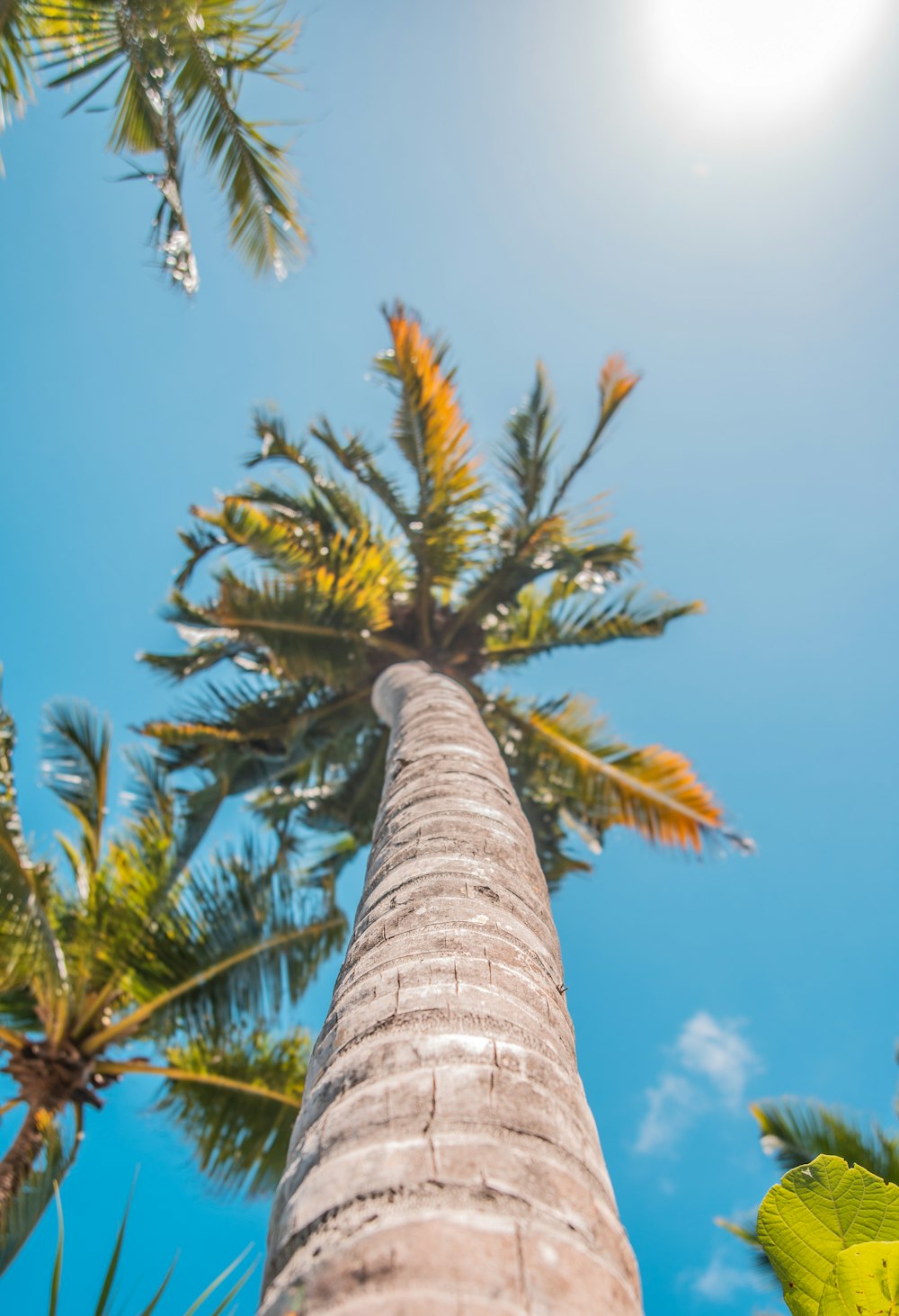 low-angle photograph of palm tree