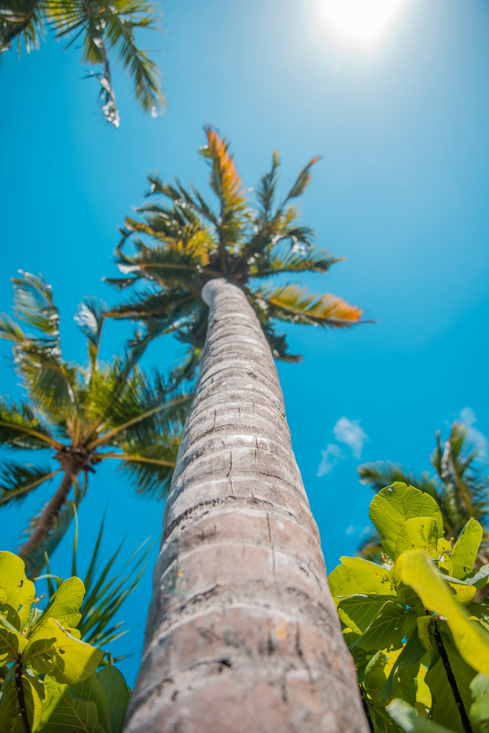푸른 하늘 아래 코코넛 나무