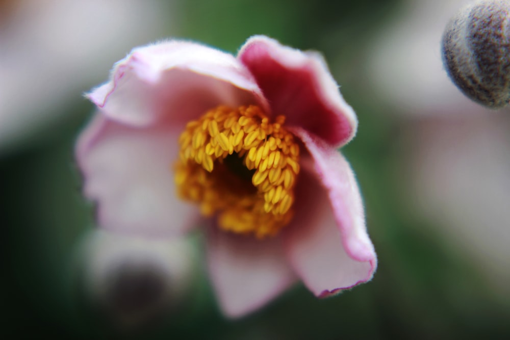 selective focus photography of pink and brown petaled flower during daytime