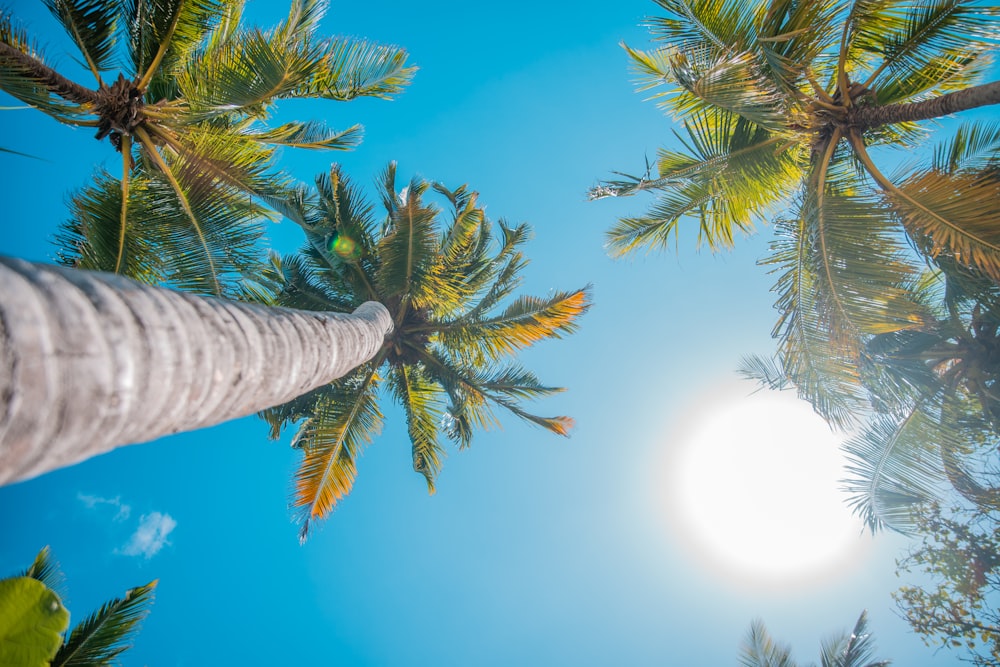 coconut trees under blue sky