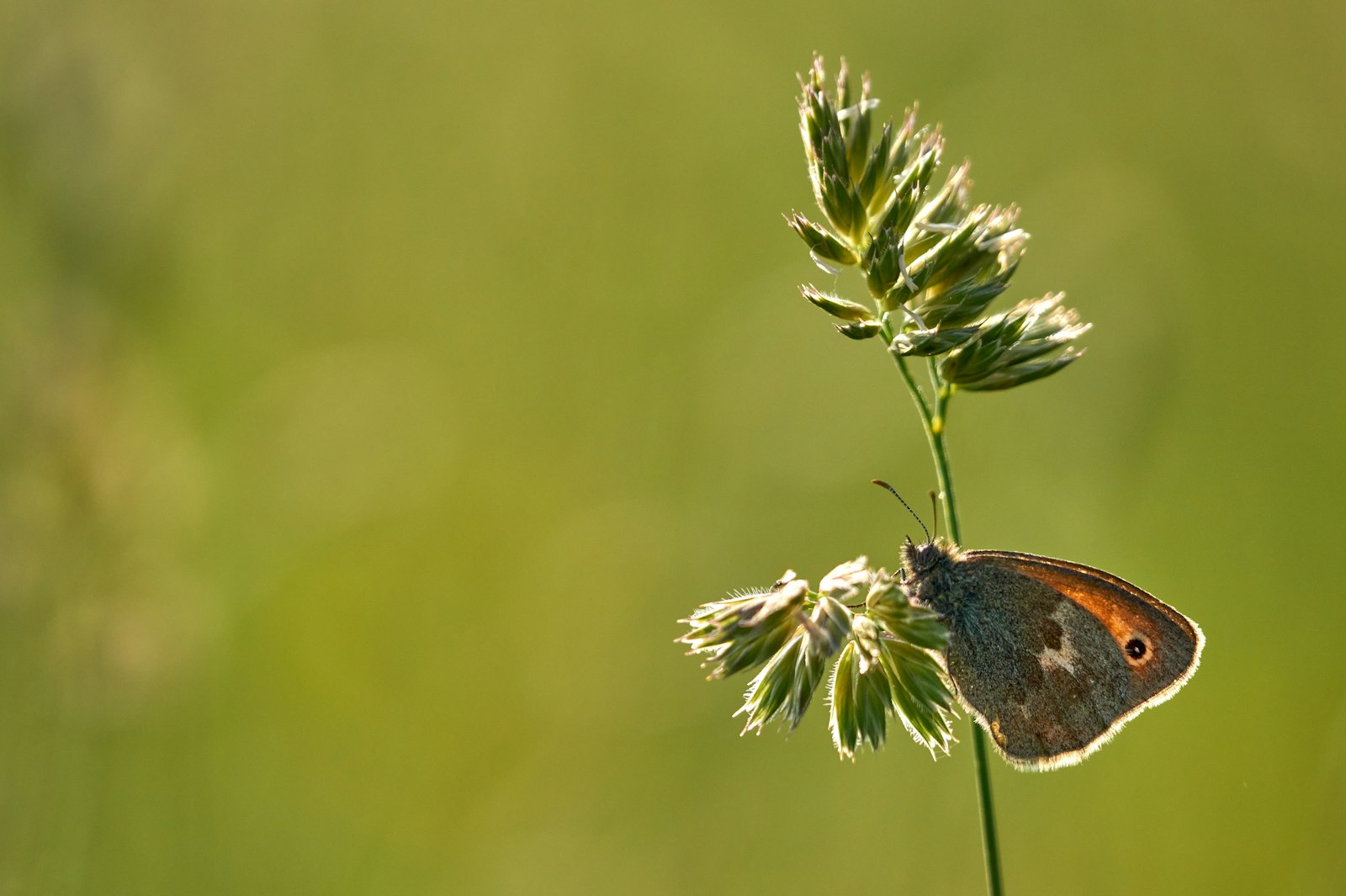 Sony 70-300mm F4.5-5.6 G SSM sample photo