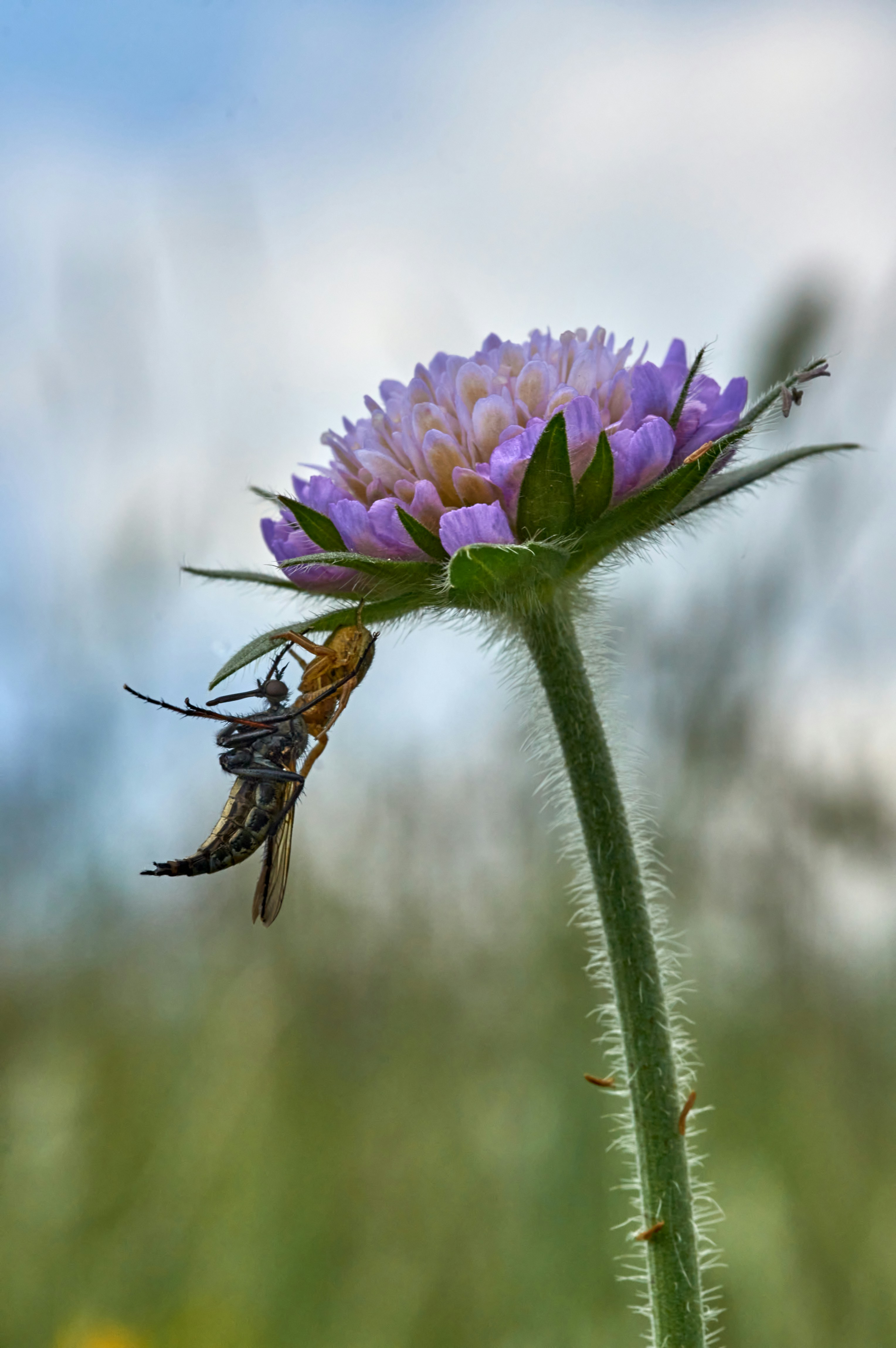 Photo by wolfgang_hasselmann