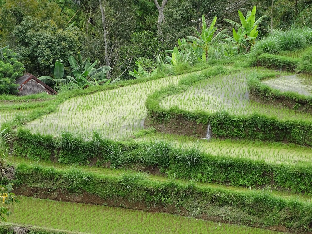 plants beside rice terraces