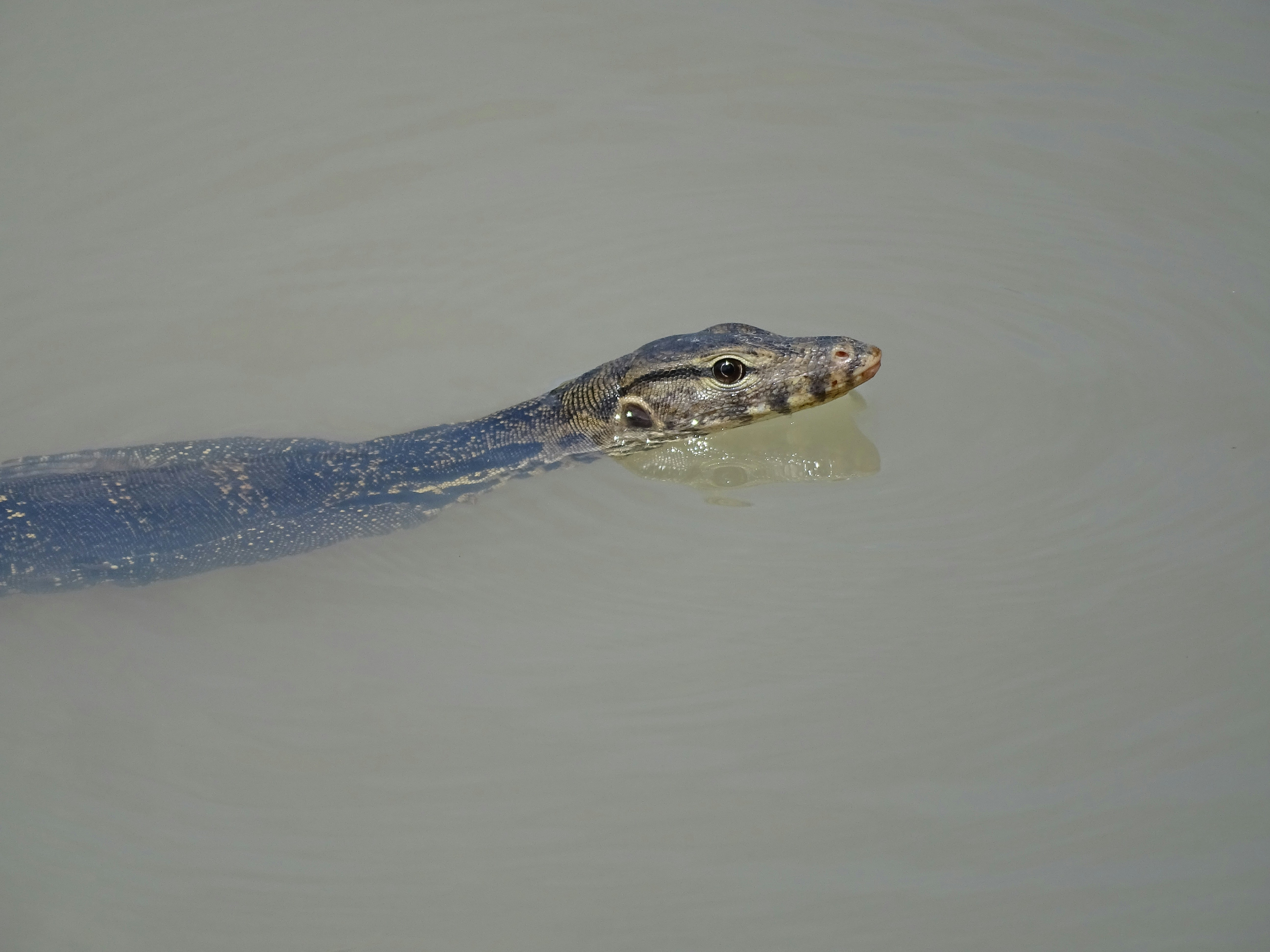 gray animal on body of water