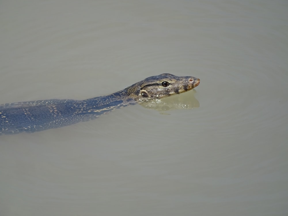 gray animal on body of water