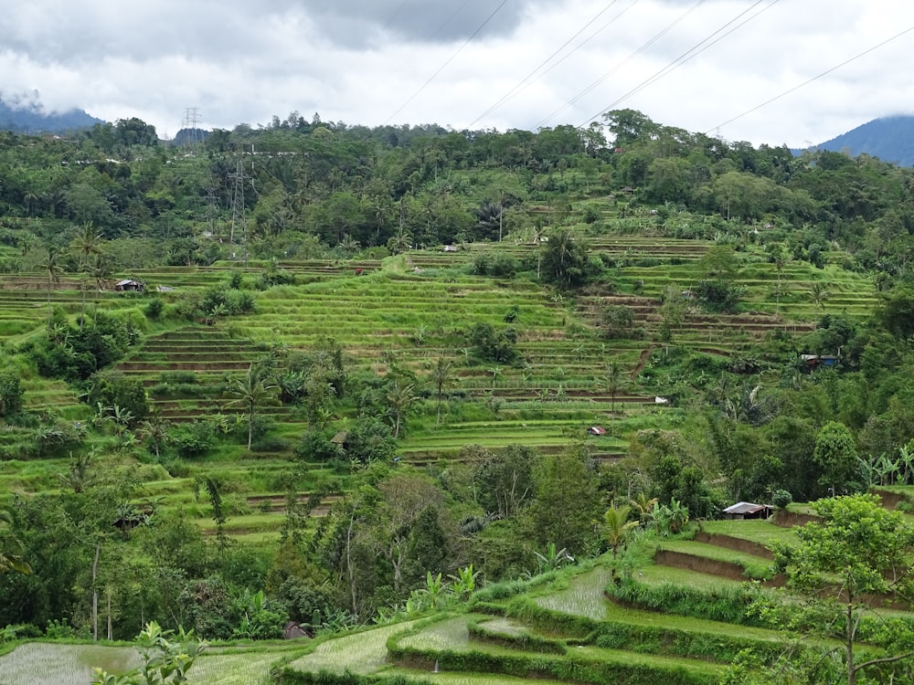 Rice Terraces on hills