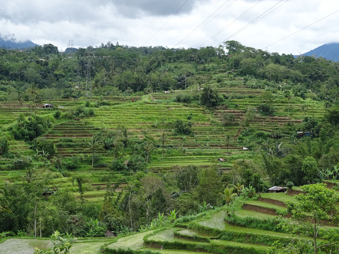 Rice terraces in Ubud