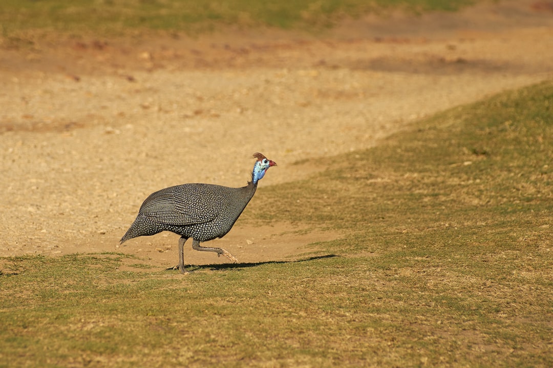 gray pheasant on grass field