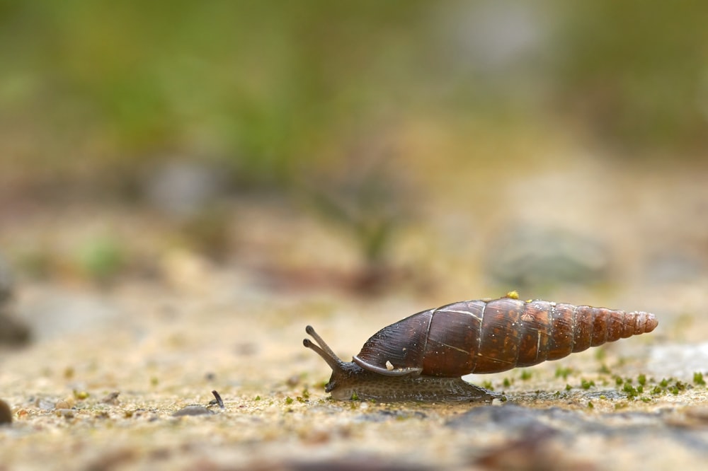 selective focus photography of brown snail on ground during daytime