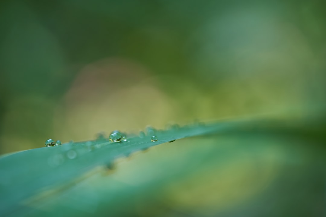 selective focus photography of dew drops on green plant