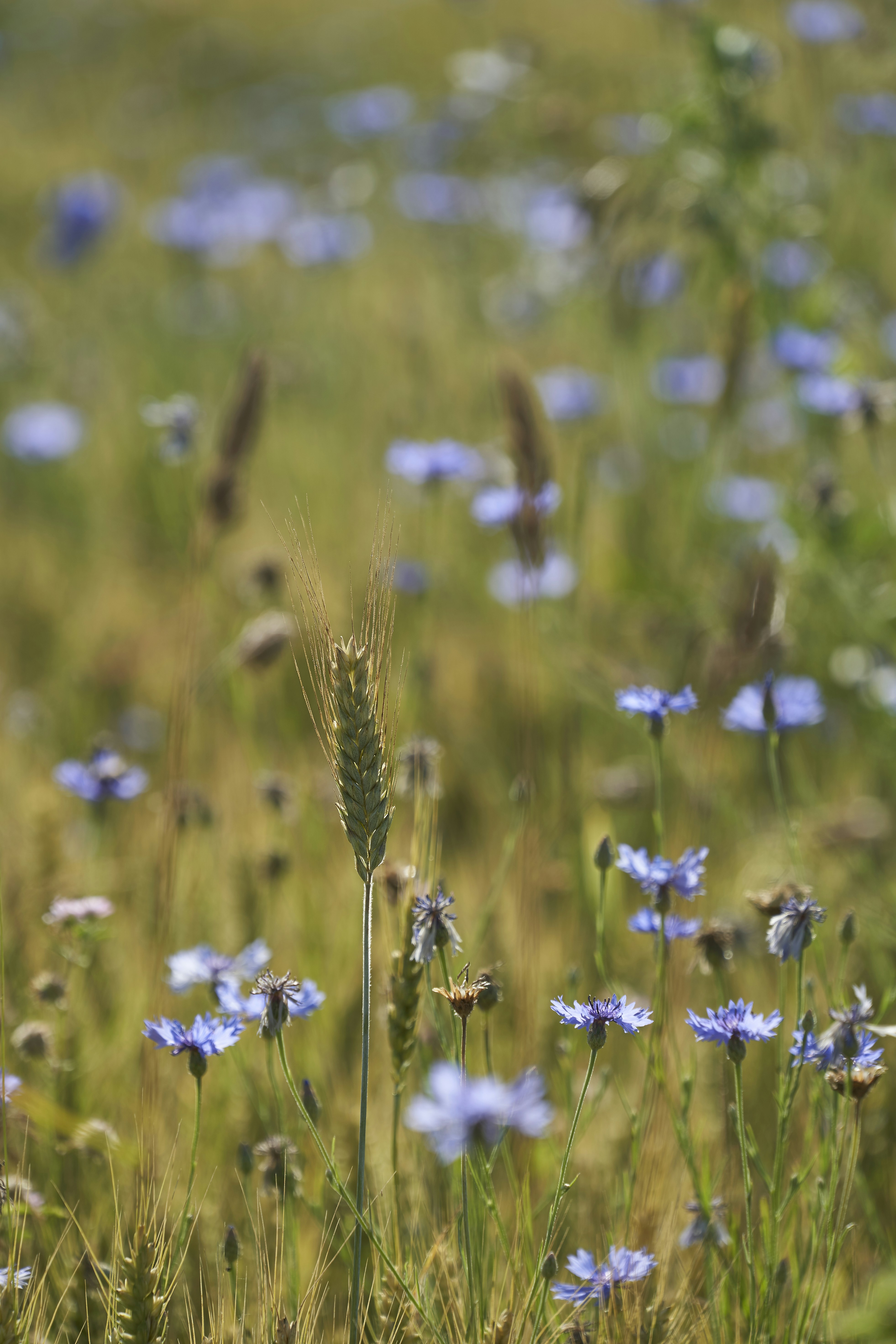 Photo by wolfgang_hasselmann