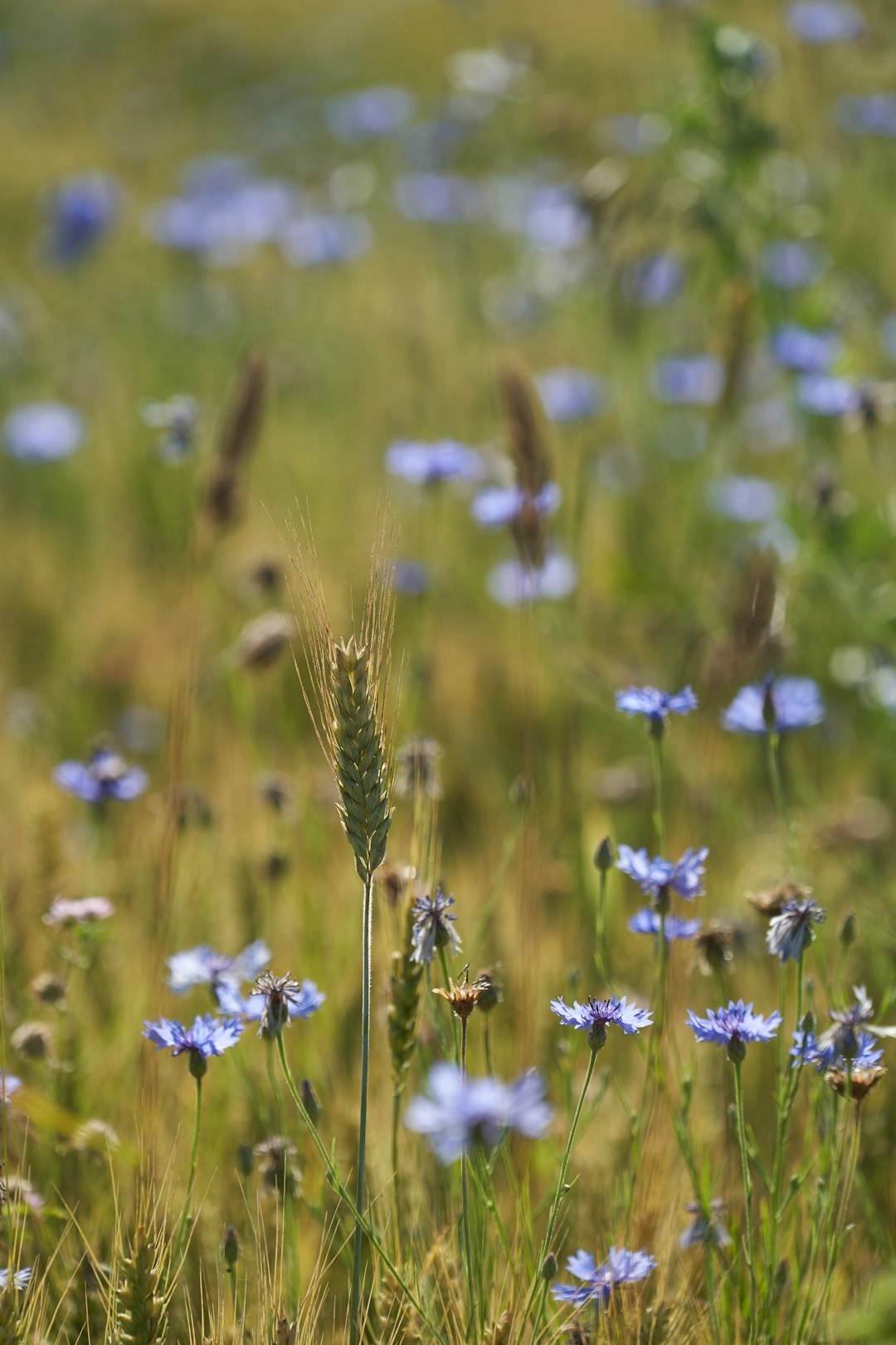 purple flowers in bloom