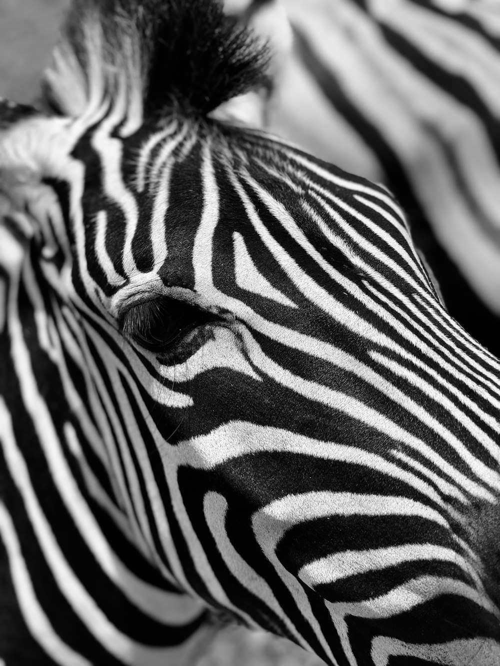 zebra