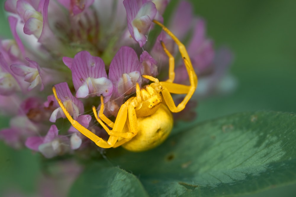 a yellow spider sitting on top of a purple flower