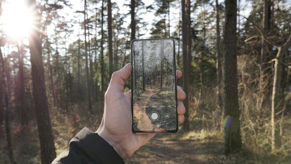 person taking photo of forest with smartphone