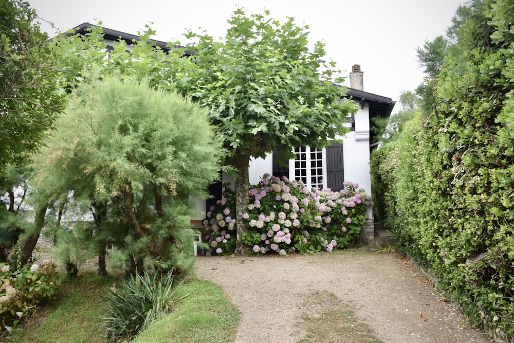 casa de concreto branco cercada de árvores