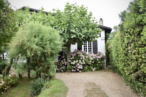 A charming small house is surrounded by lush greenery and vibrant pink hydrangea bushes. A gravel pathway leads to the entrance, flanked by well-maintained hedges and trees. The house features a white facade with dark shutters and a prominent, leafy tree partially obscures the doorway.