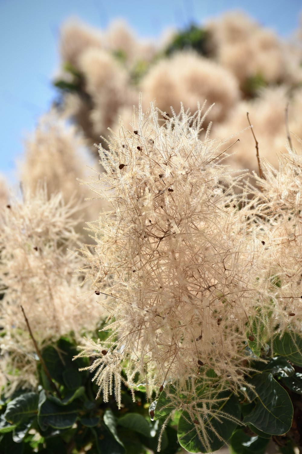 brown flowers in bloom