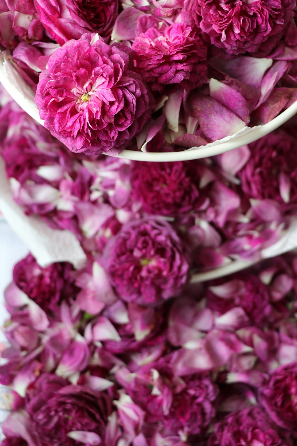 fleurs roses sur surface blanche