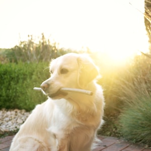 adult golden retriever