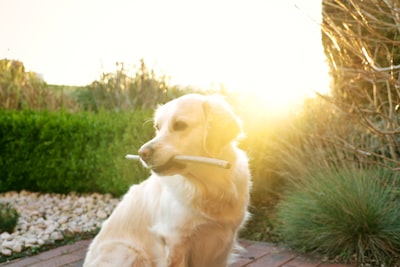 adult golden retriever canine zoom background
