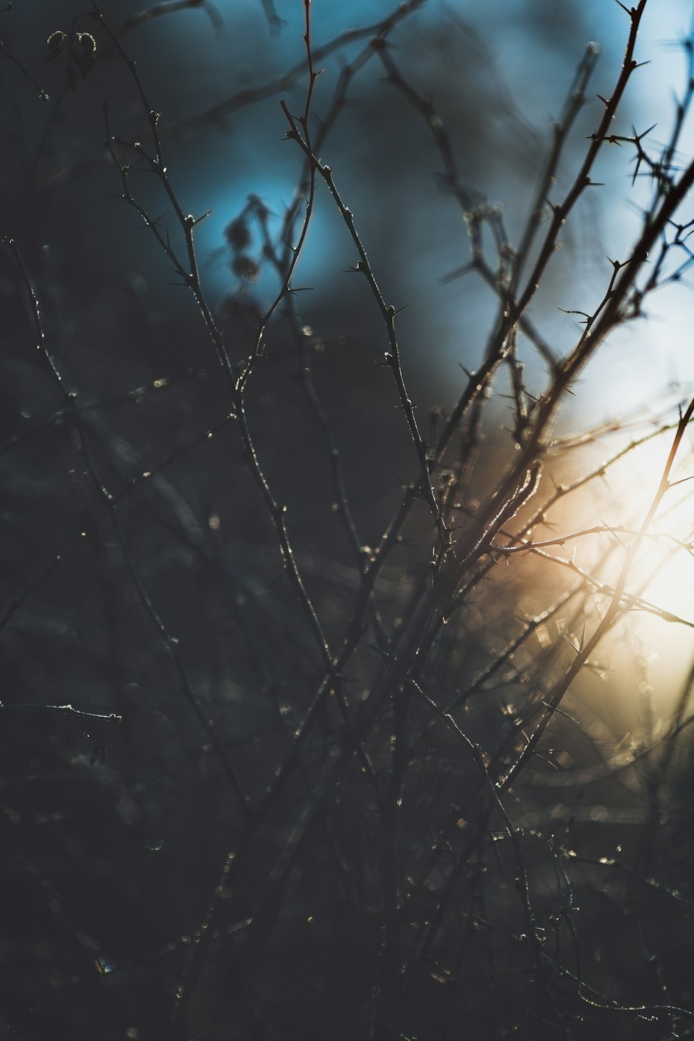 bare tree during golden hour