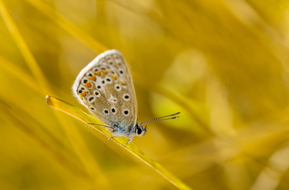 푸른 잔디에 앉아있는 갈색 나비