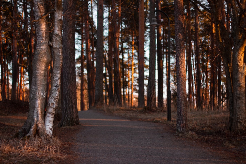 road between trees during daytime