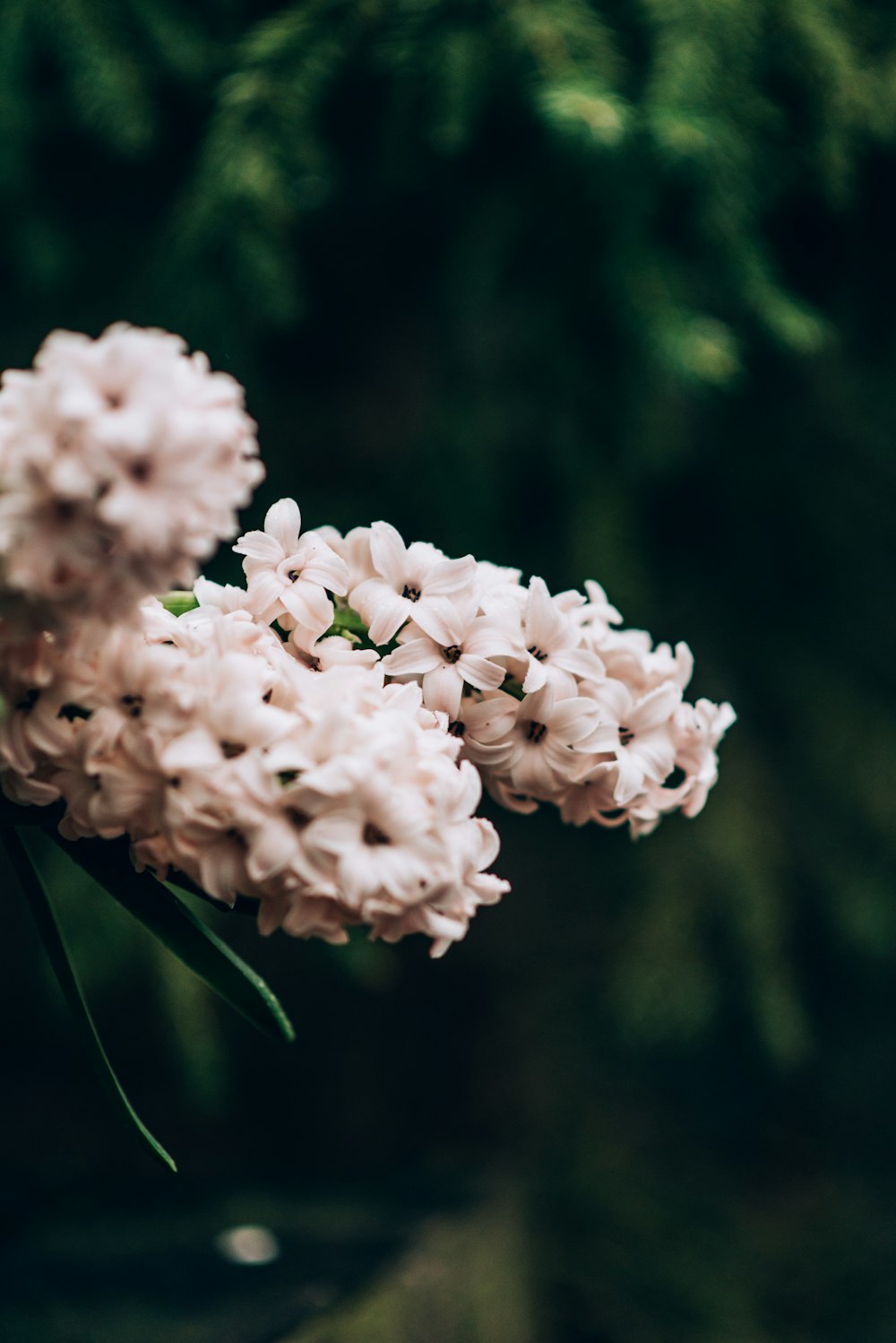 white cluster flowers in bloom