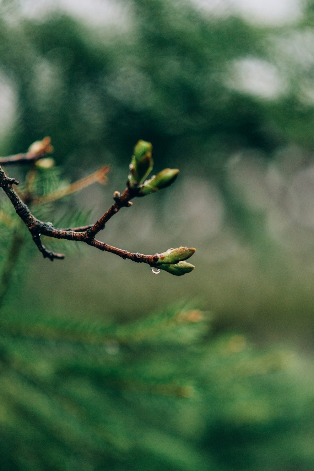 a branch of a pine tree with green leaves