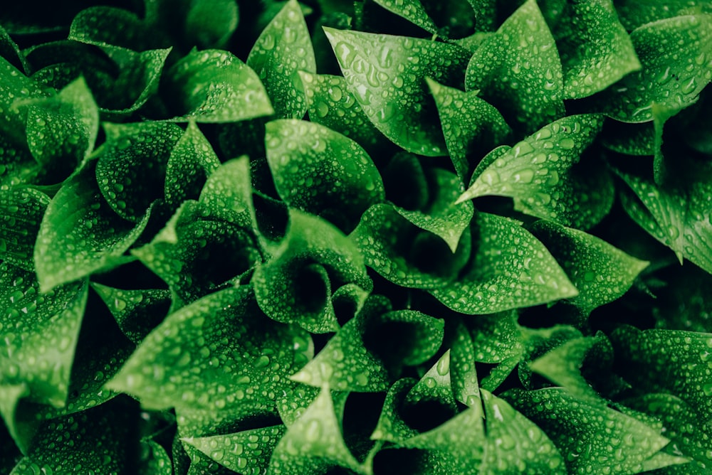 green-leafed plants