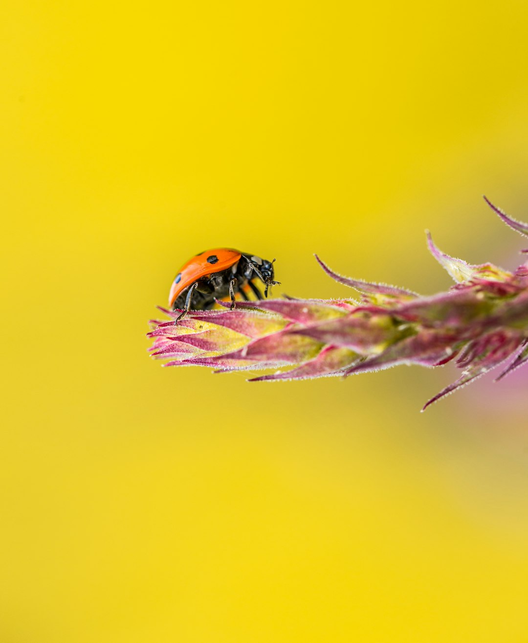 orange beetle