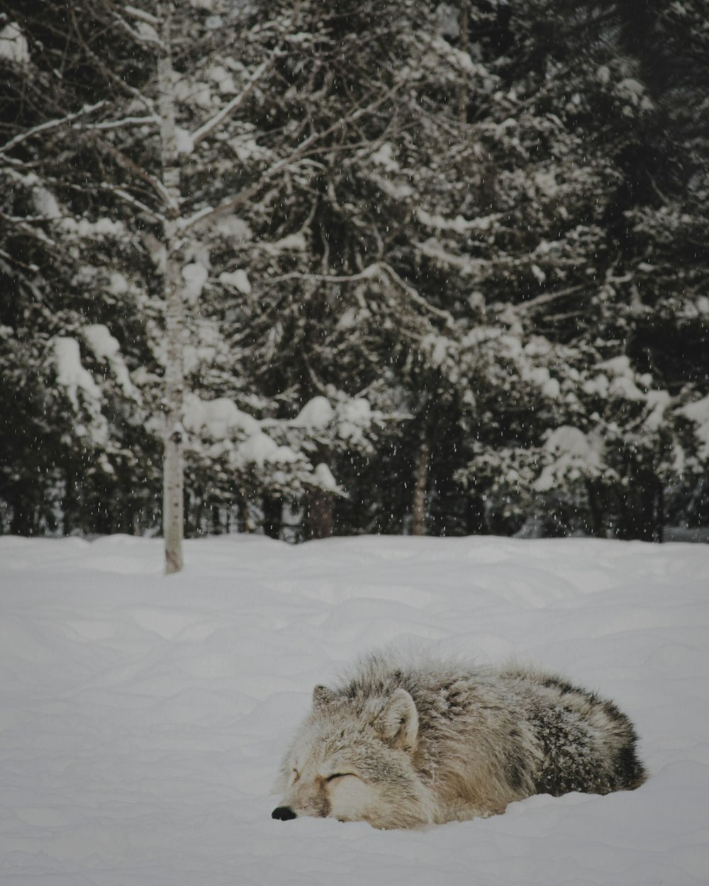 雪の上に横たわるハイイロオオカミ