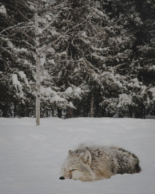 gray wolf lying on snow in Quebec Canada