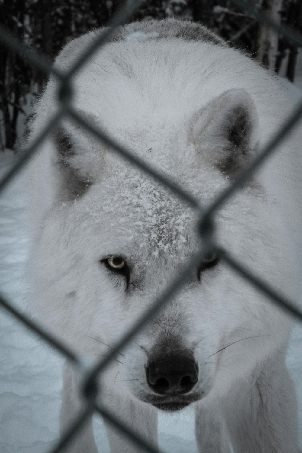 white wolf through gray wrought iron fence