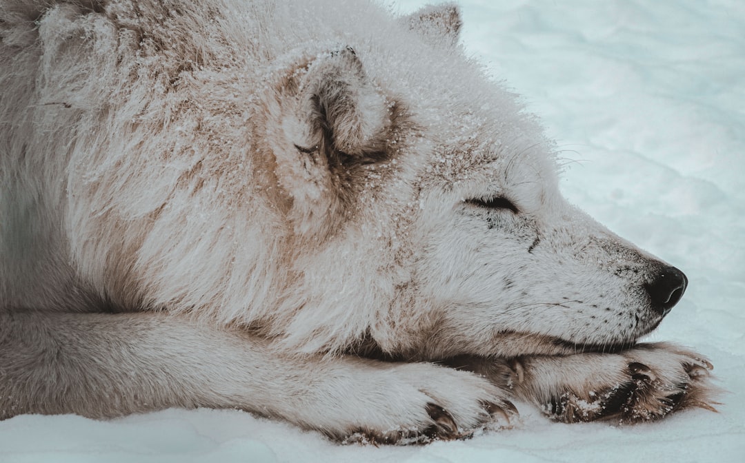 arctic wolf