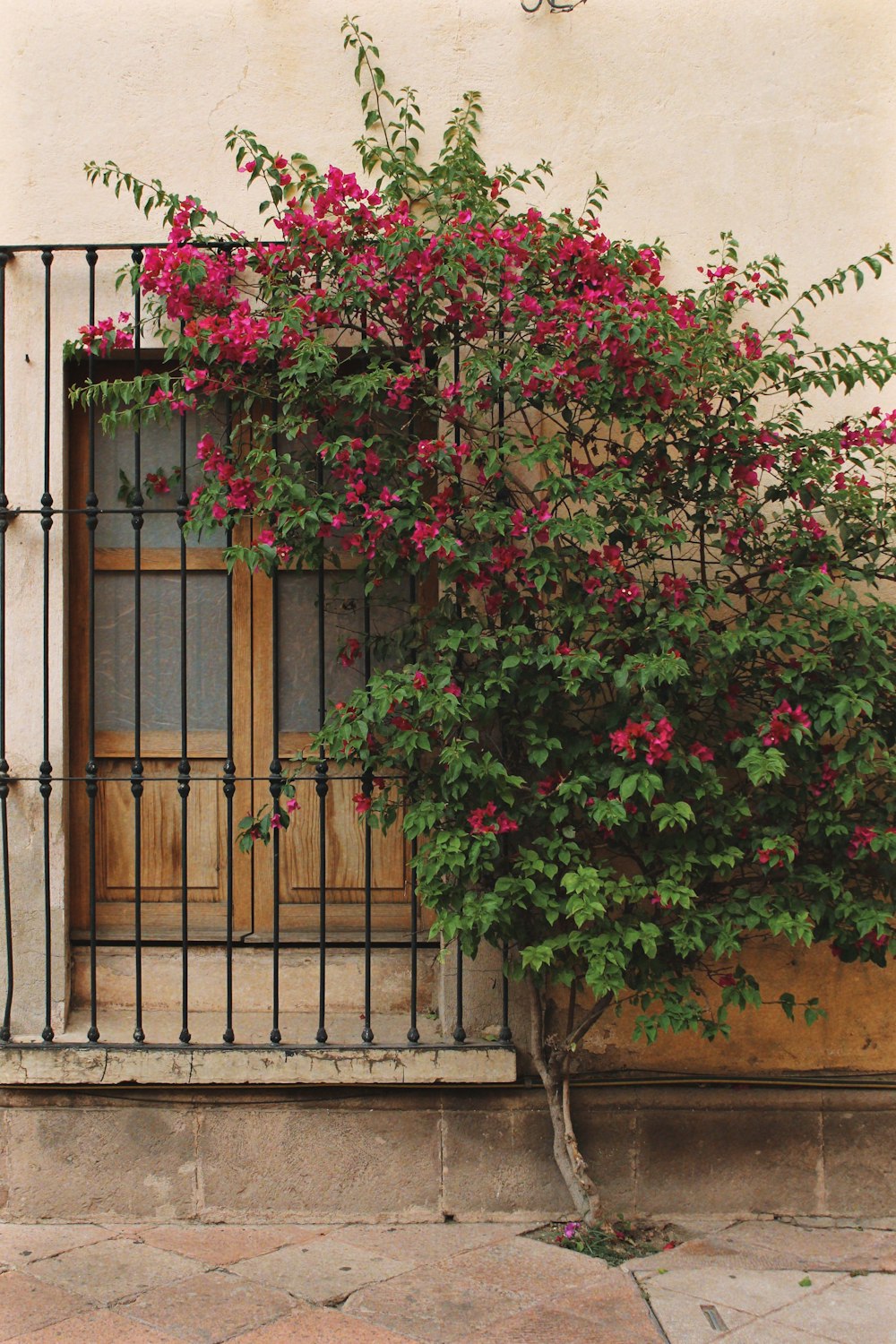 green and red plant beside wall