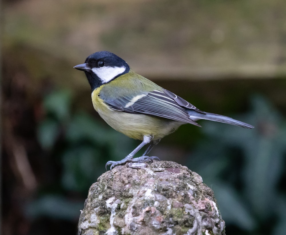 green and black bird on stone