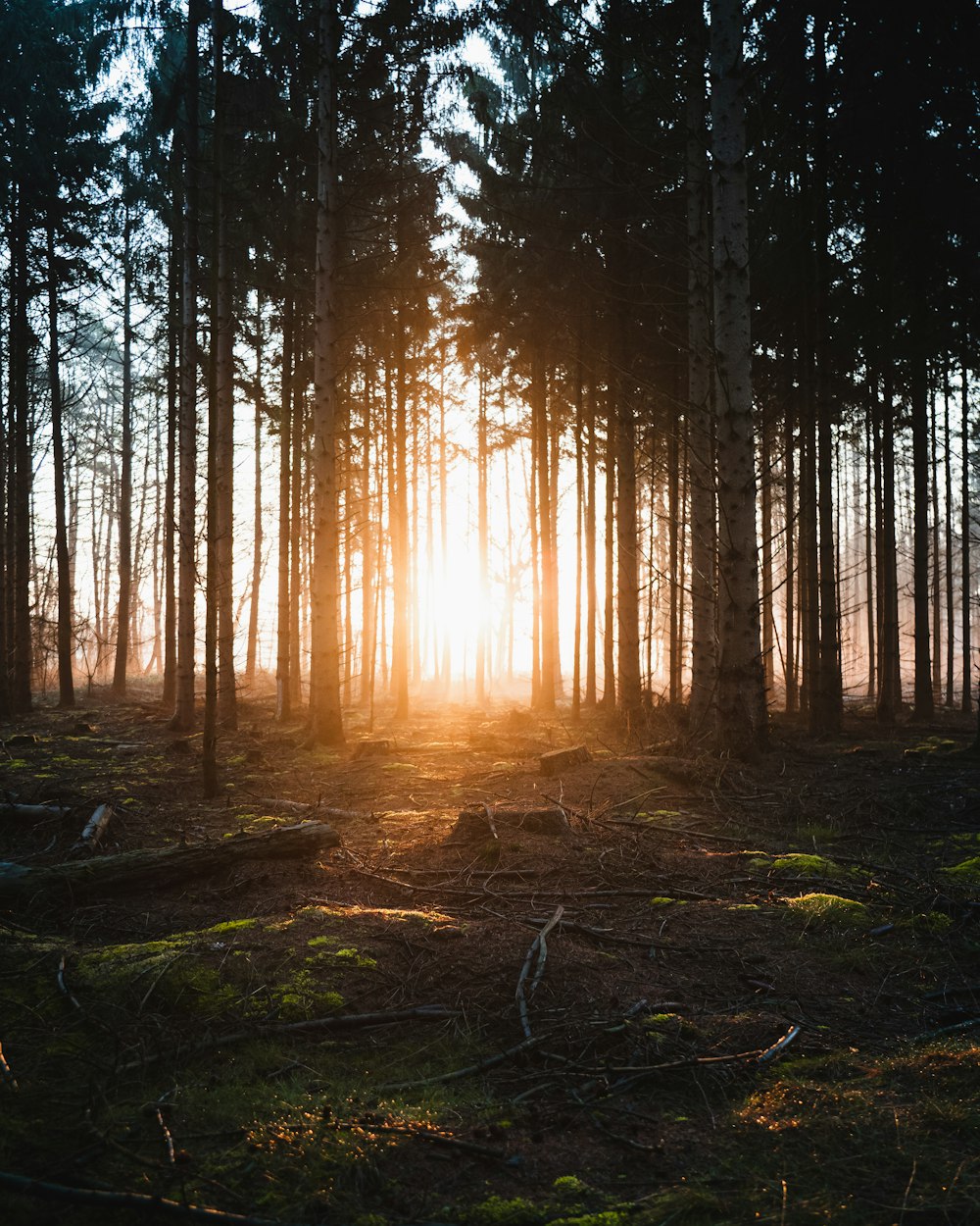 green trees during daytime