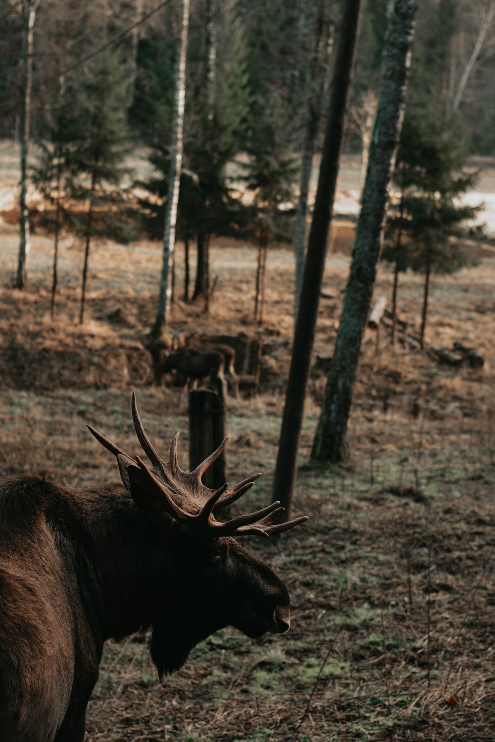 black moose