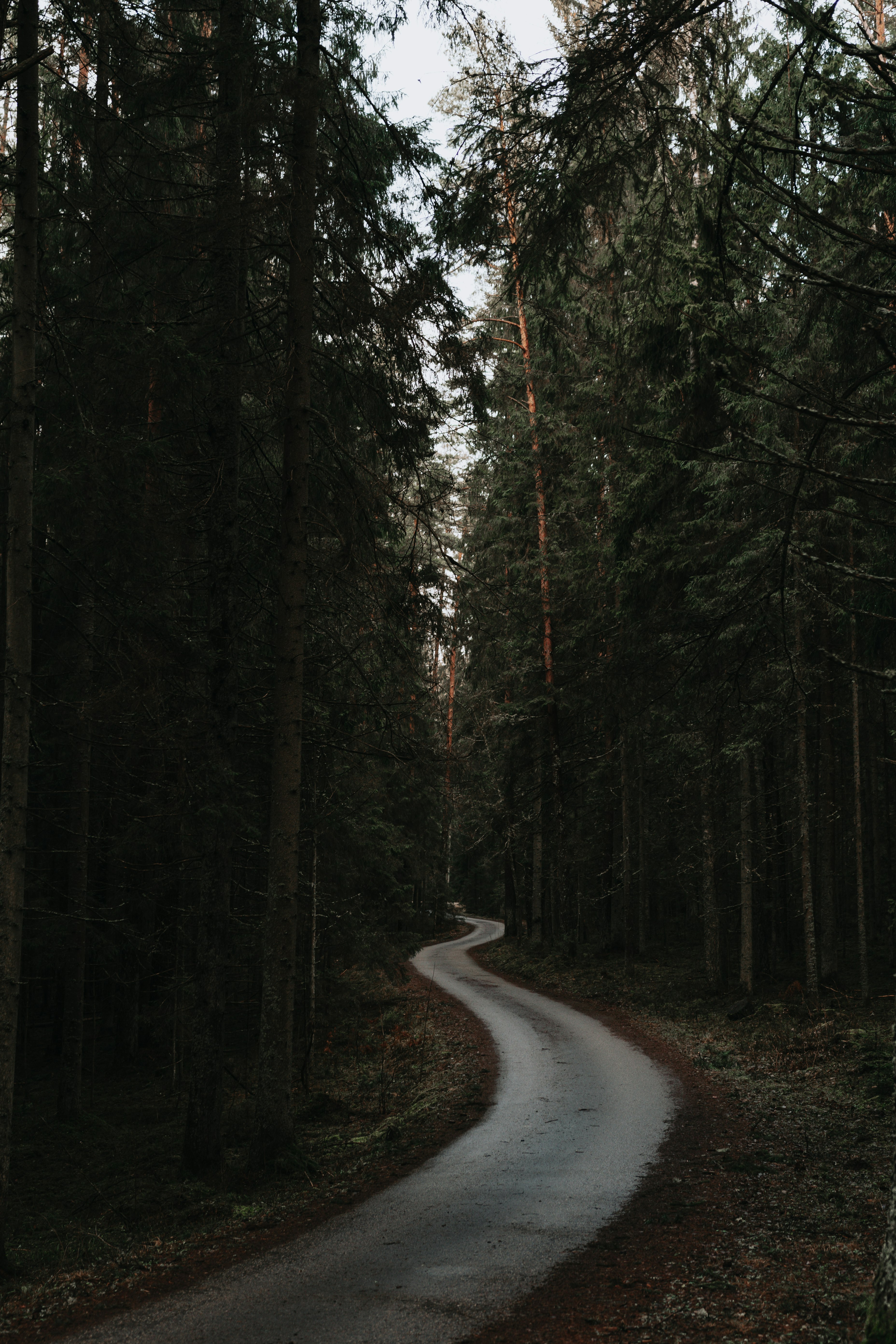 gray road between trees during daytime