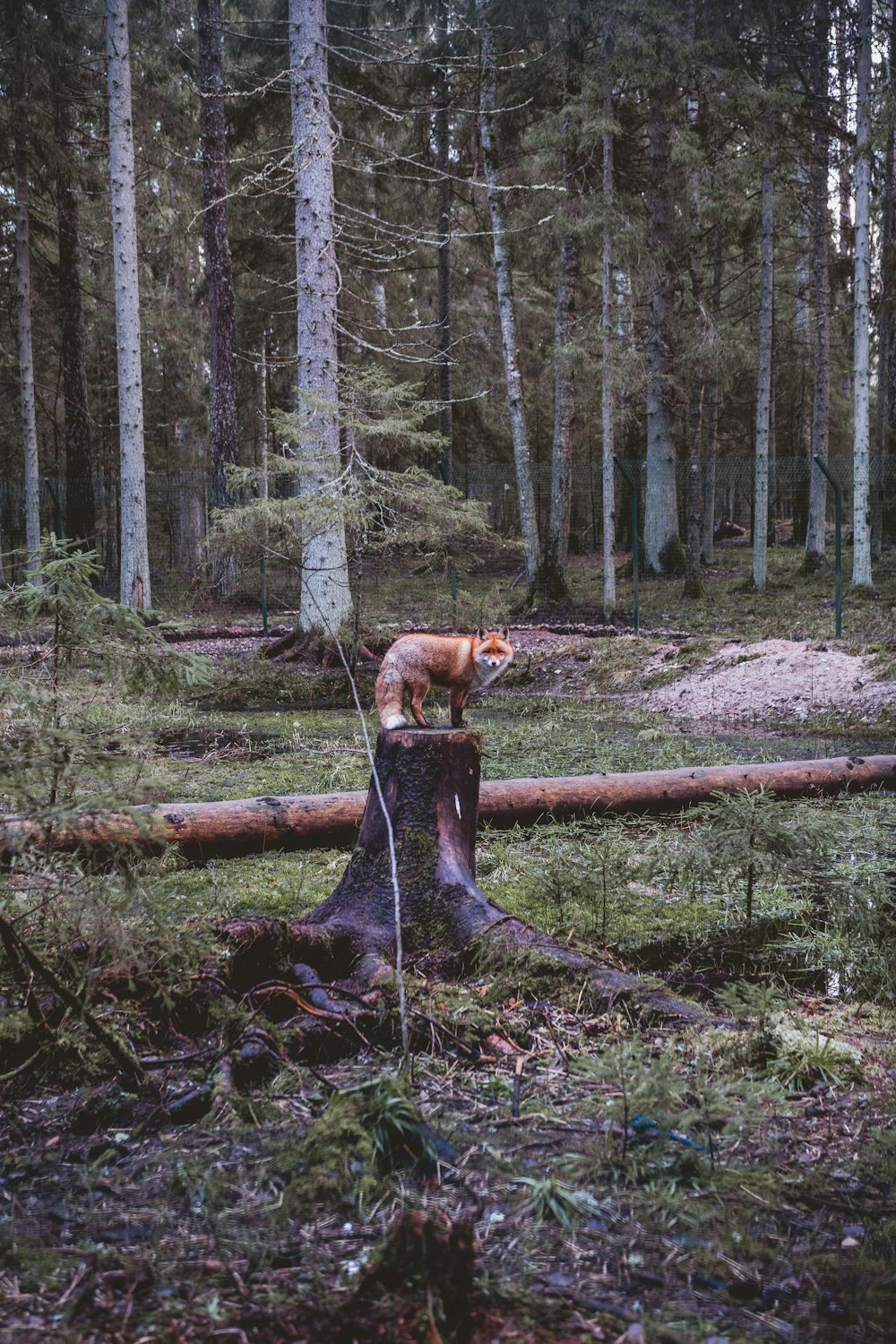 fox on tree stomp
